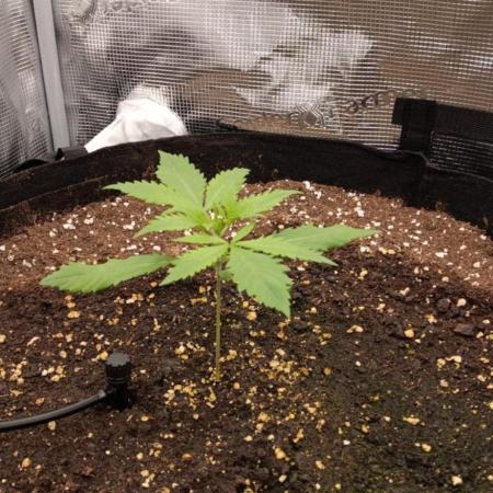 Guave Auto FastBuds