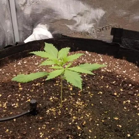 Guave Auto FastBuds
