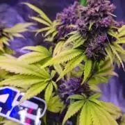 Banana Purple Punch Auto RF3