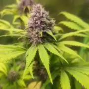 Banana Purple Punch Auto RF3