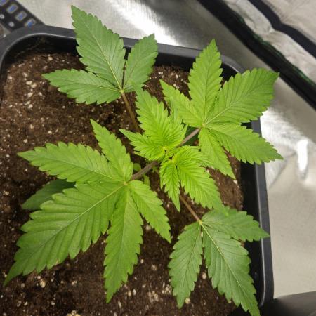 Super Sativa Seed Club Fast Version A