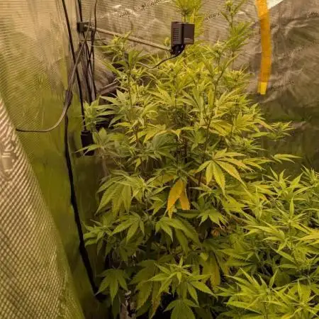 Guave Auto FastBuds