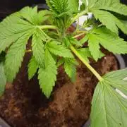 Banana Purple Punch Auto RF3