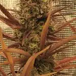 Guave Auto FastBuds