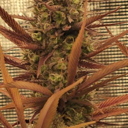 Guave Auto FastBuds