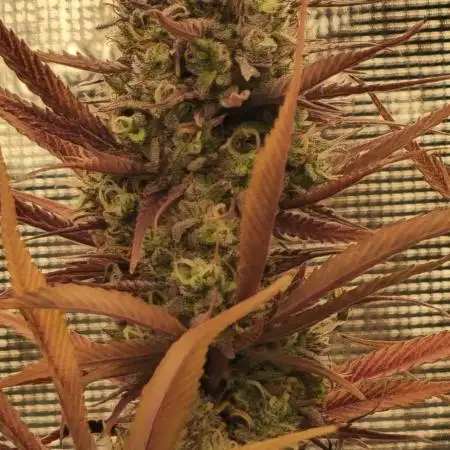 Guave Auto FastBuds