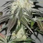 Super Sativa Seed Club Fast Version A