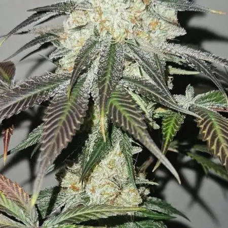 Super Sativa Seed Club Fast Version A