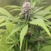 Banana Purple Punch Auto RF3