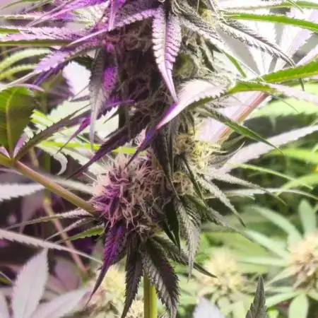 Super Sativa Seed Club Fast Version A