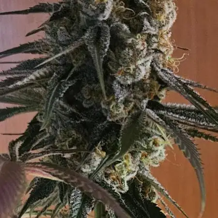 Super Sativa Seed Club Fast Version A