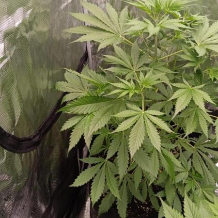 Guave Auto FastBuds