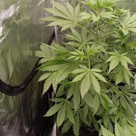 Guave Auto FastBuds