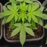 Amnesia Haze Auto