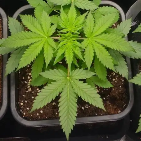 Amnesia Haze Auto