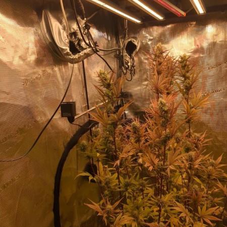 Guave Auto FastBuds