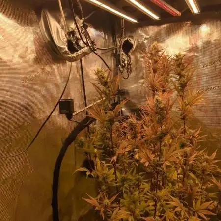 Guave Auto FastBuds