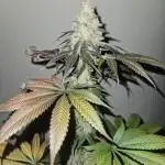 Super Sativa Seed Club Fast Version A