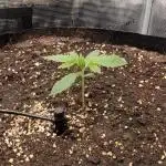 Cherry Cola Auto