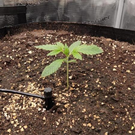 Cherry Cola Auto