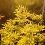 Cherry Cola Auto