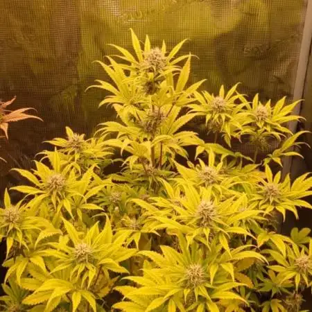 Cherry Cola Auto