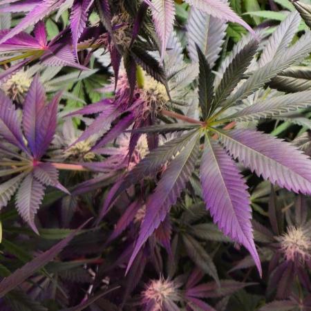 Super Sativa Seed Club Fast Version A