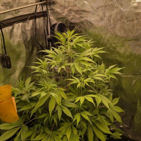 Guave Auto FastBuds