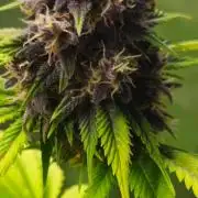 Banana Purple Punch Auto RF3