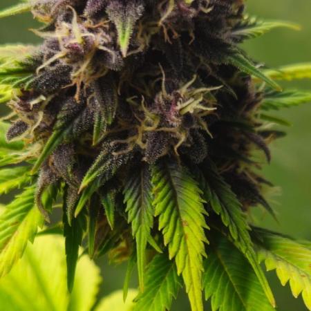 Banana Purple Punch Auto RF3