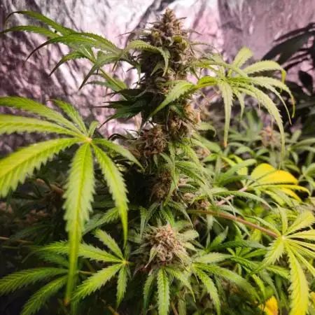 Amnesia Haze Auto