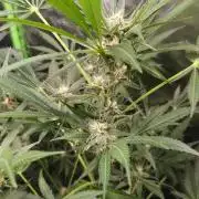 Cherry Cola Auto RF3