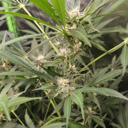 Cherry Cola Auto RF3