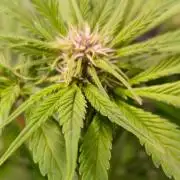 Banana Purple Punch Auto RF3