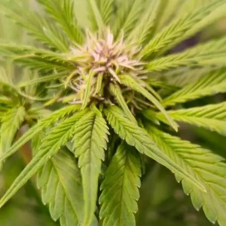 Banana Purple Punch Auto RF3