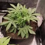 Cherry Cola Auto