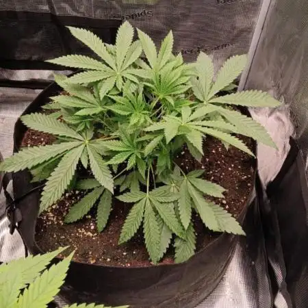 Cherry Cola Auto