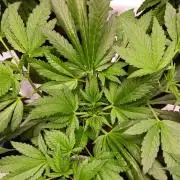 Banana Purple Punch Auto RF3