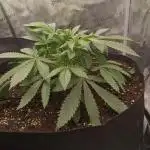 Cherry Cola Auto