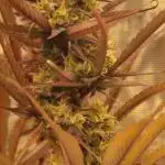 Guave Auto FastBuds