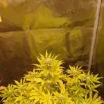 Cherry Cola Auto