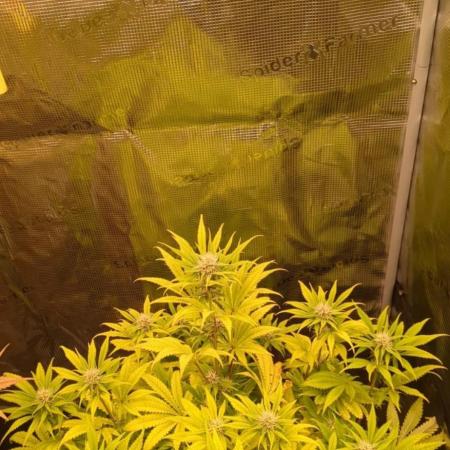 Cherry Cola Auto