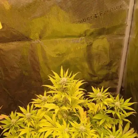 Cherry Cola Auto