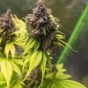 Banana Purple Punch Auto RF3