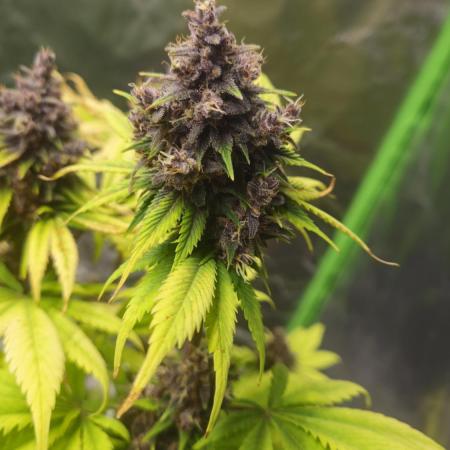 Banana Purple Punch Auto RF3