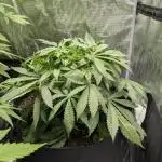 Cherry Cola Auto