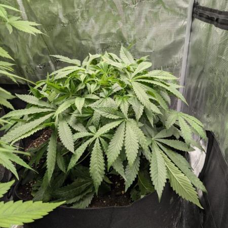 Cherry Cola Auto