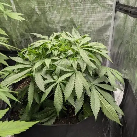 Cherry Cola Auto