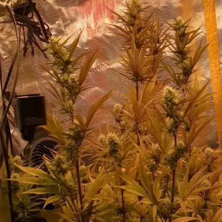 Guave Auto FastBuds