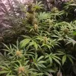 Amnesia Haze Auto